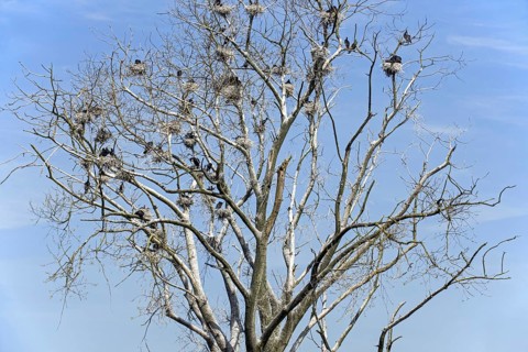 Colony of great cormorants