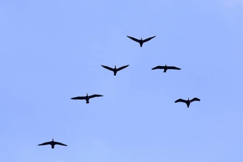 Great cormorants