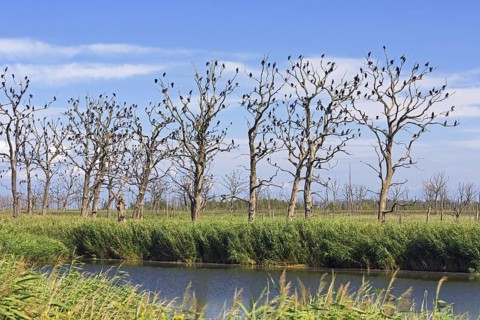 Great cormorants