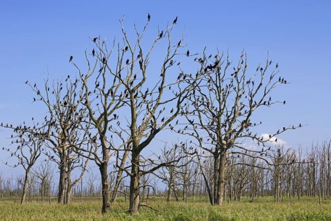 Great cormorants