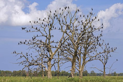Great cormorants