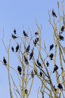 Colony of great cormorants