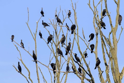 Colony of great cormorants
