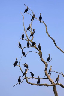 Colony of great cormorants