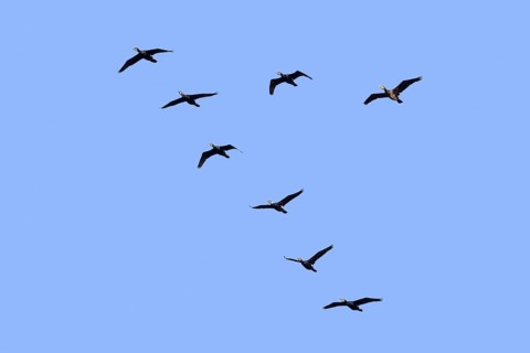 Great cormorants