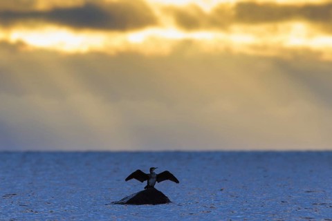 Great cormorant