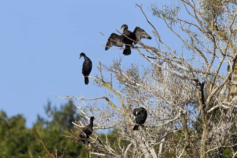 Great cormorant