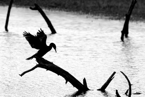 Great cormorant