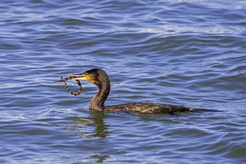 Great cormorant