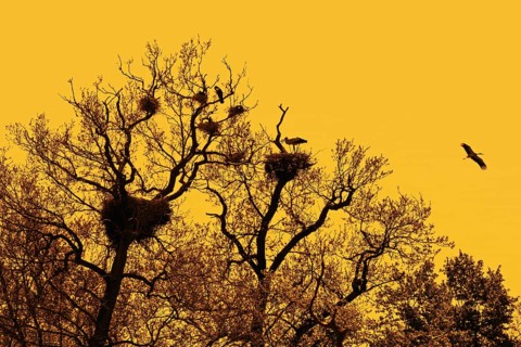 White storks