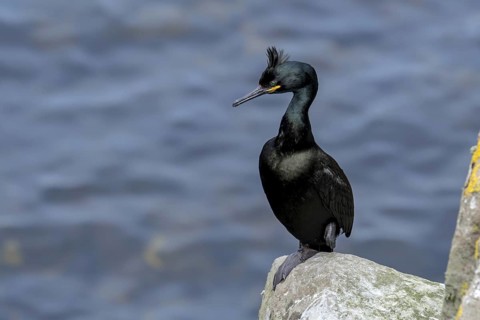 European shag