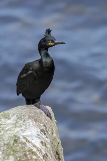 European shag