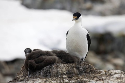Blue-eyed shag