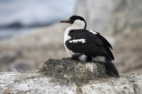 Blue-eyed shag