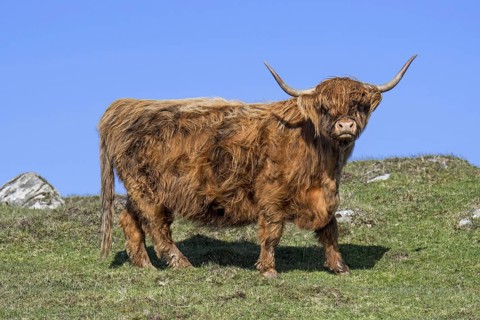 Highland cow