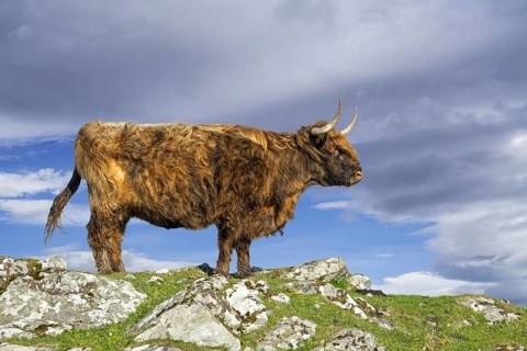 Highland cow