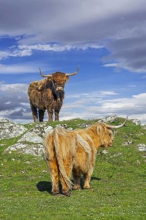 Two Highland cows