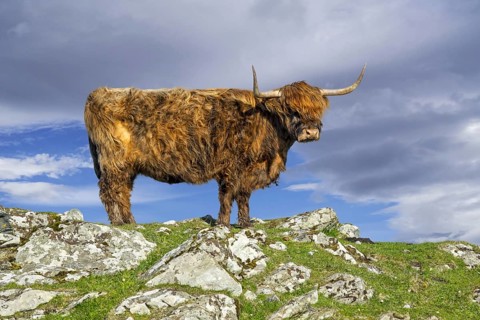 Highland cow