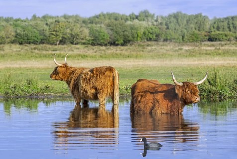 Two Highland cows