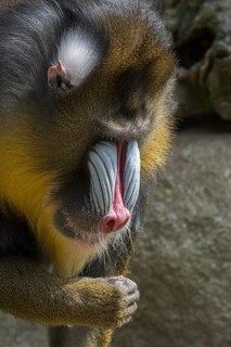 Mandrill