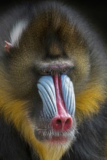 Mandrill