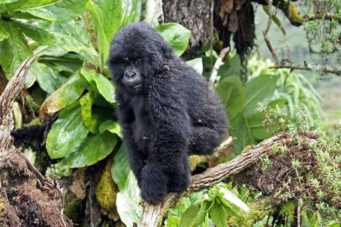 Close-up of young Mountain gorilla