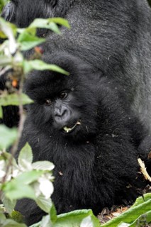 Close-up of juvenile Mountain gorilla