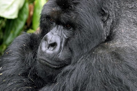 Close-up of male Mountain gorilla