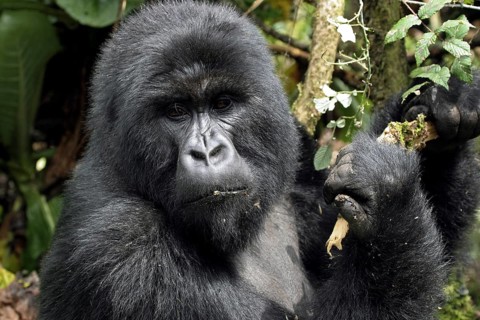 Close-up of male Mountain gorilla