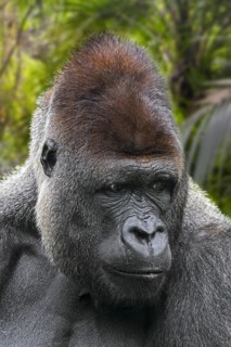 Western lowland gorilla