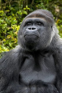 Western lowland gorilla