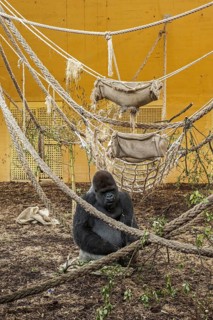 Western lowland gorilla