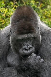 Western lowland gorilla