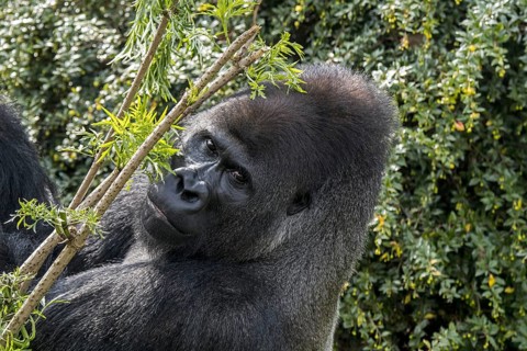 Western lowland gorilla