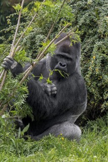 Western lowland gorilla