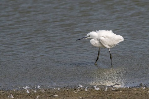 Little egret