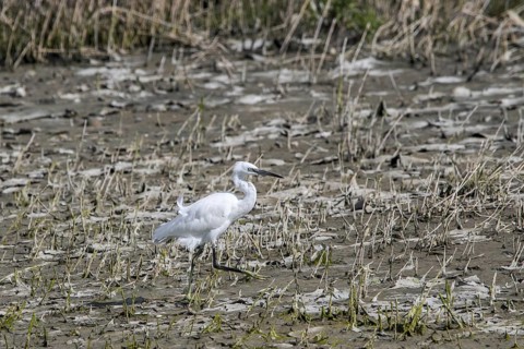 Little egret