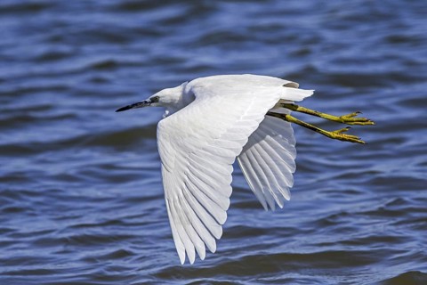 Little egret