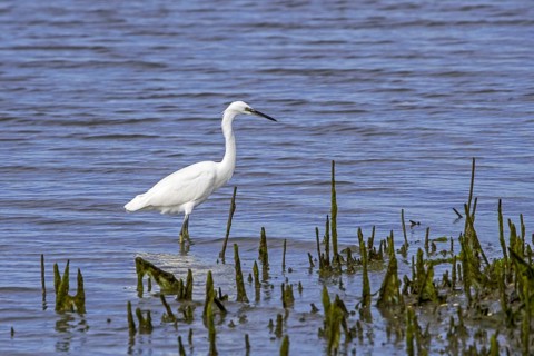 Little egret