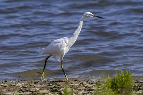Little egret