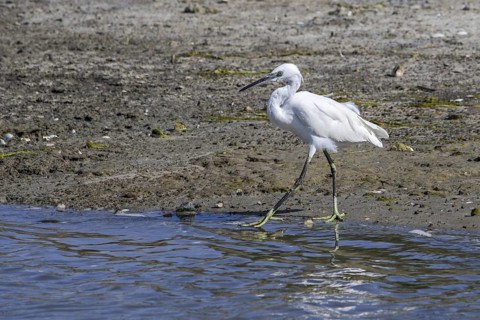 Little egret