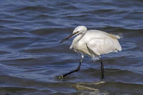 Little egret