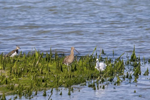 Northern lapwing