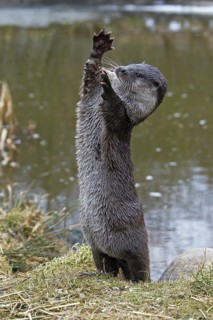 European river otter