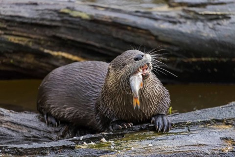 Eurasian otter