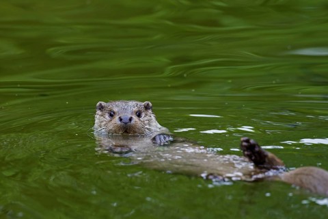 European River Otter