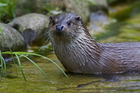 European River Otter