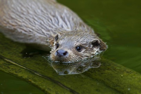 European River Otter