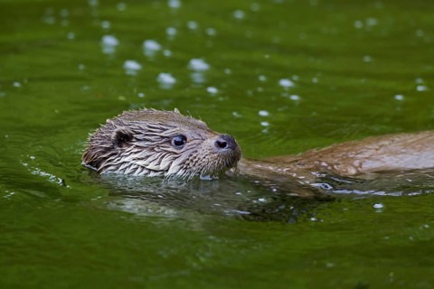 European River Otter