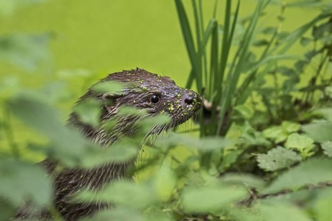 Close up portrait of European River Otter